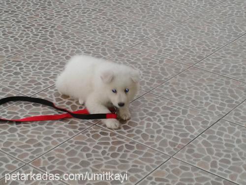 bulut Erkek Samoyed