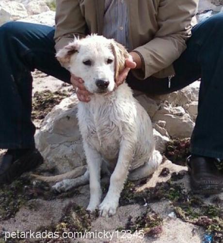 lucky Erkek Labrador Retriever