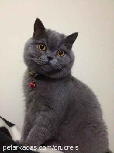 duman Erkek British Shorthair