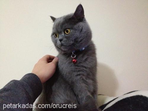 duman Erkek British Shorthair