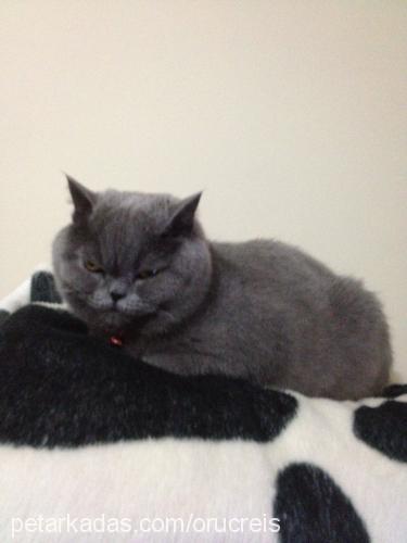 duman Erkek British Shorthair