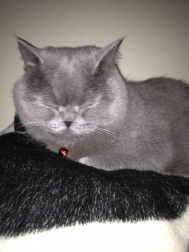 duman Erkek British Shorthair