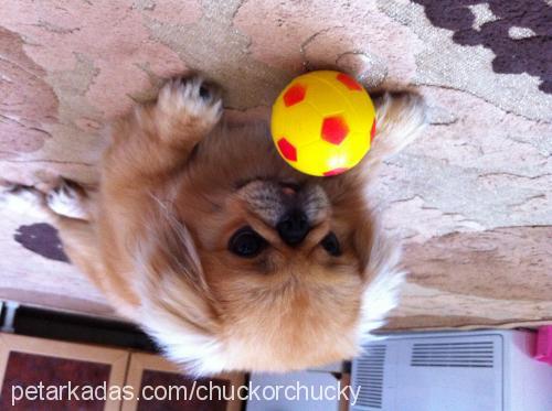 chucky Erkek Pekingese