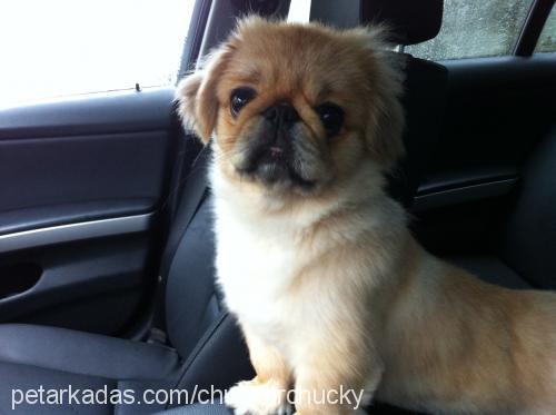 chucky Erkek Pekingese