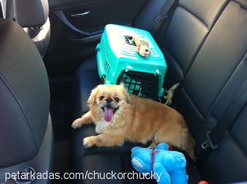 chucky Erkek Pekingese