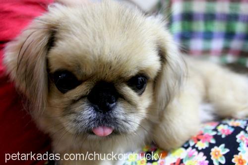 chucky Erkek Pekingese