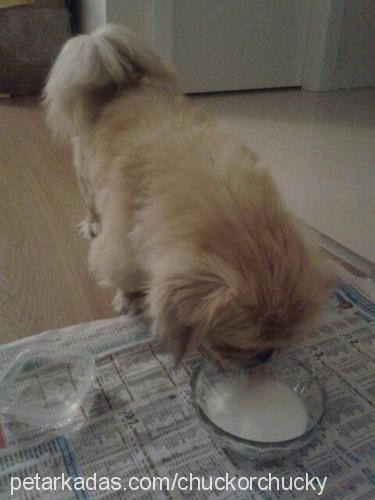 chucky Erkek Pekingese