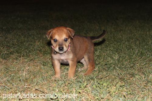 şapşikeylül Dişi Sokö (Sokak Köpeği)