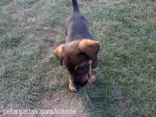 paşa Erkek Alman Çoban Köpeği