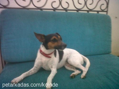 lucky Dişi Jack Russell Terrier