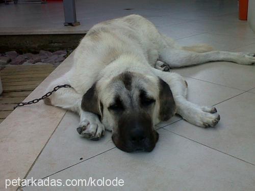 ares Erkek Kangal