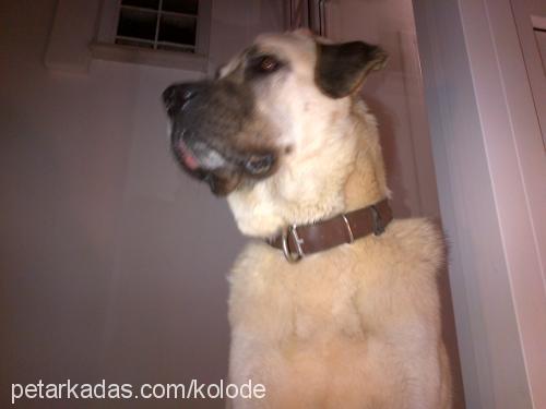 ares Erkek Kangal