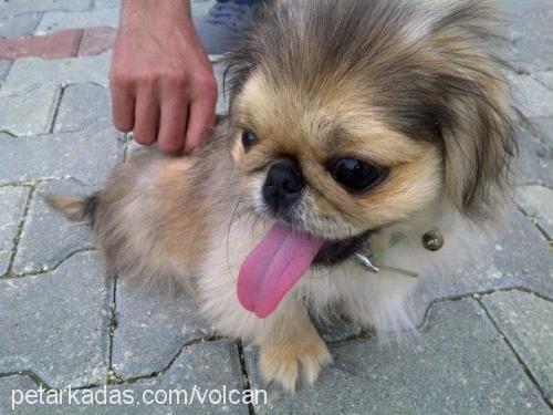 chucky Erkek Pekingese