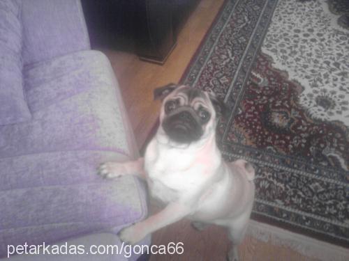 bade Dişi Pug