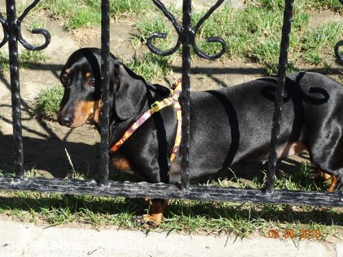 jess Dişi Dachshund