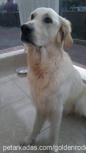 rodos Erkek Golden Retriever