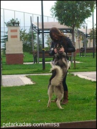 mişa Dişi Sibirya Kurdu (Husky)