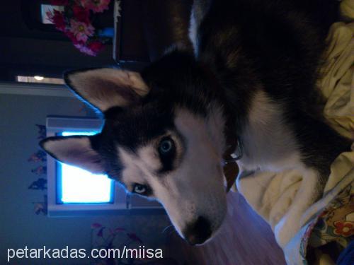 mişa Dişi Sibirya Kurdu (Husky)