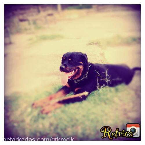 zeus Erkek Rottweiler