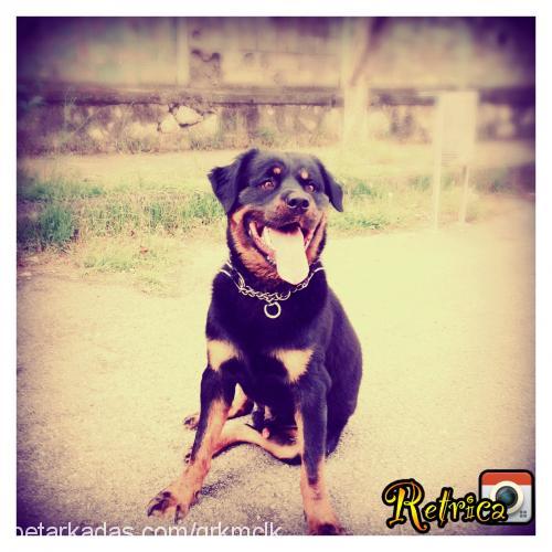 zeus Erkek Rottweiler