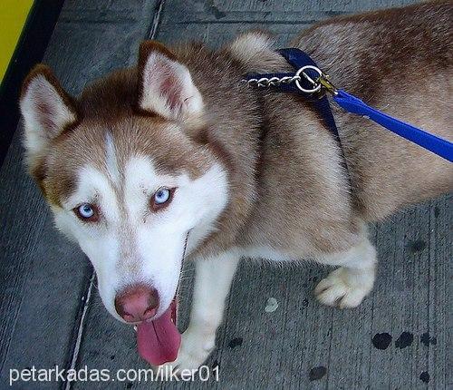 hera Dişi Sibirya Kurdu (Husky)