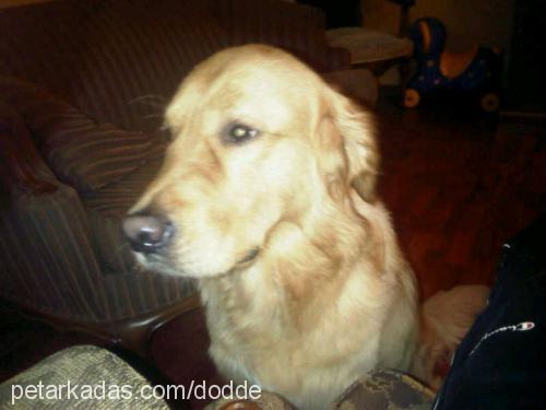 ares Erkek Golden Retriever