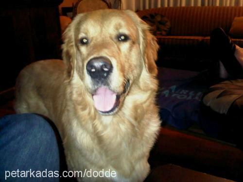 ares Erkek Golden Retriever