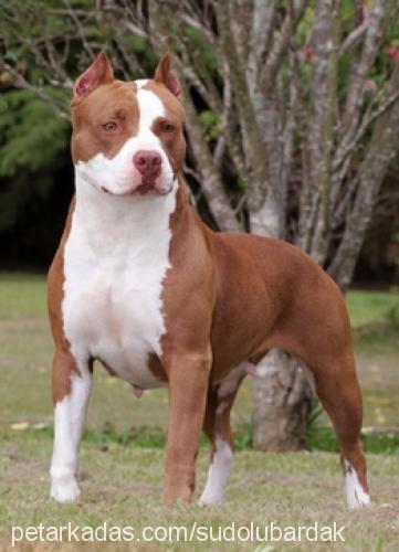 bruno Dişi Amerikan Pitbull Terrier