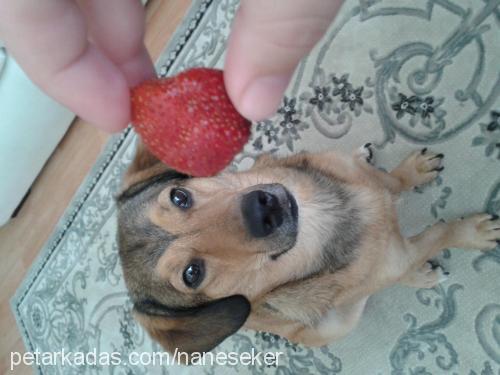 tarçın Erkek Dachshund