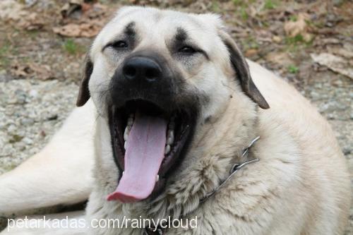 karaoğlan Erkek Kangal