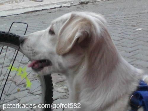 paşa Erkek Golden Retriever