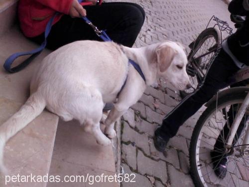 paşa Erkek Golden Retriever