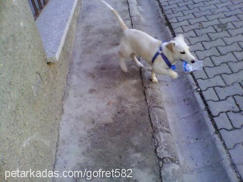 paşa Erkek Golden Retriever