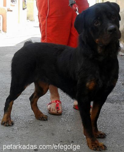 angel Dişi Rottweiler