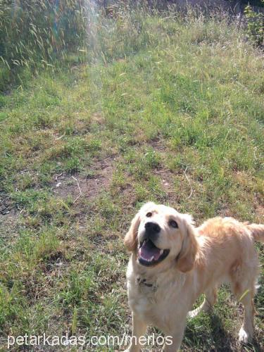 merlot Erkek Golden Retriever