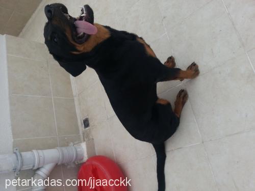 daisy Dişi Rottweiler