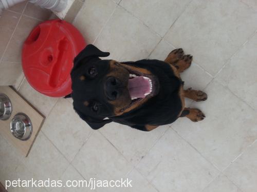 daisy Dişi Rottweiler