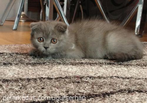 miesha Dişi Scottish Fold