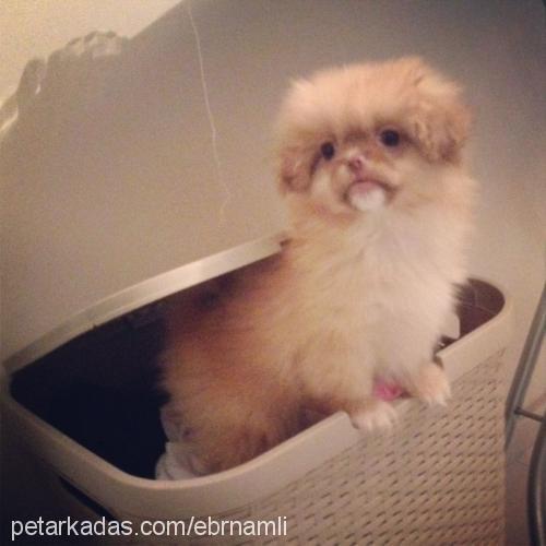 puqqi Erkek Pekingese