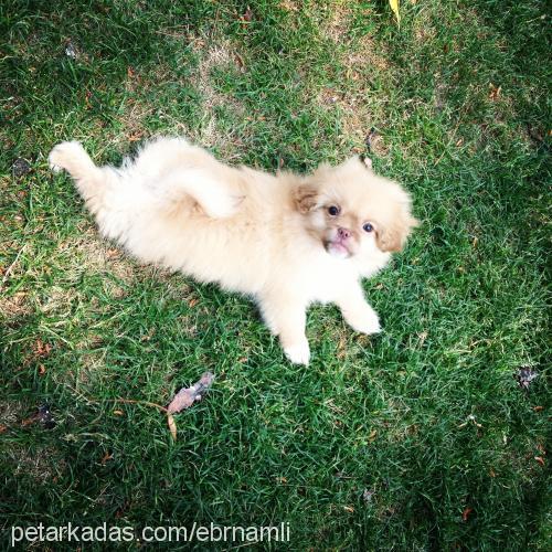 puqqi Erkek Pekingese