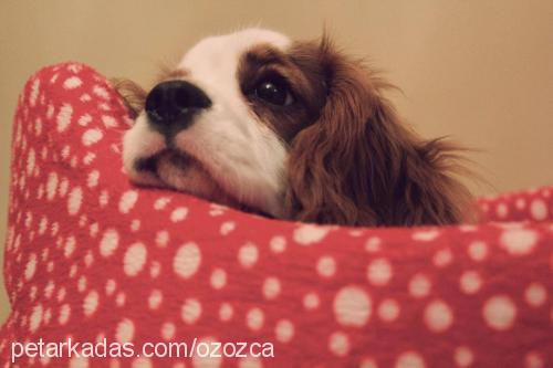 tarçın Erkek Cavalier King Charles Spanieli