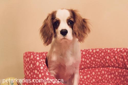 tarçın Erkek Cavalier King Charles Spanieli