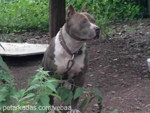 aron Erkek Amerikan Staffordshire Terrier