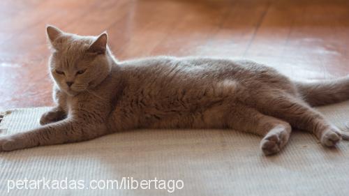 more Dişi British Shorthair