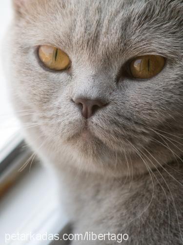 more Dişi British Shorthair