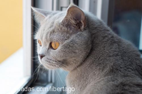 more Dişi British Shorthair