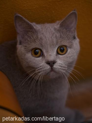 more Dişi British Shorthair