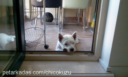 chico Erkek West Highland White Terrier