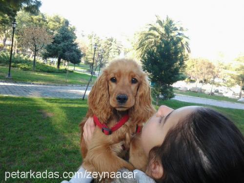 hürrem Dişi İngiliz Cocker Spaniel