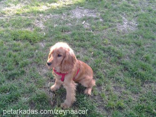 hürrem Dişi İngiliz Cocker Spaniel